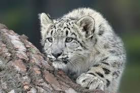 Uttarakhand Introduces Snow Leopard Tour to Elevate Winter Adventure Tourism