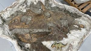 Ankylosaur Excavation with Dr. Cary Woodruff